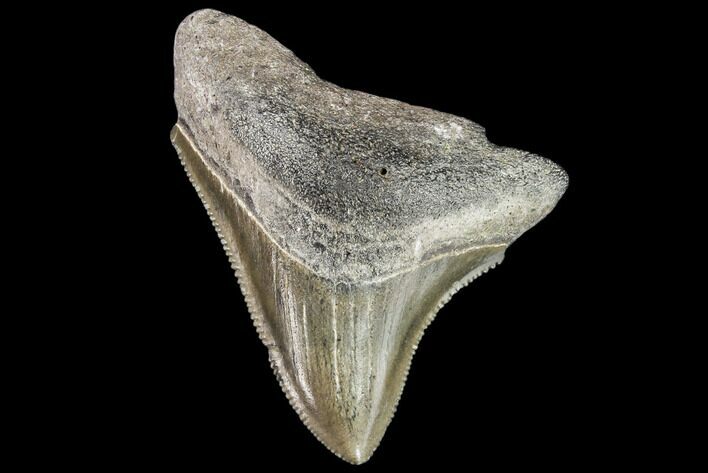 Serrated, Juvenile Megalodon Tooth - Georgia #111631